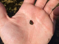 Bithynia tentaculata