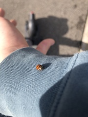 Harmonia axyridis