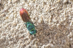 Chrysis ignita
