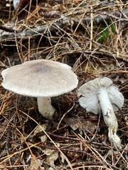 Tricholoma