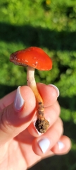 Leratiomyces ceres
