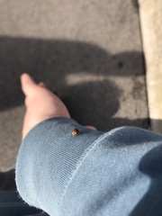 Harmonia axyridis