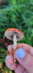 Leratiomyces ceres