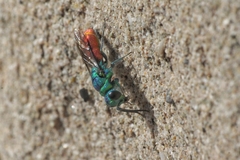 Chrysis ignita