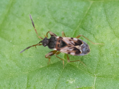 Scolopostethus affinis