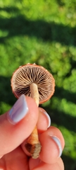 Leratiomyces ceres