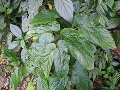 Begonia longifolia