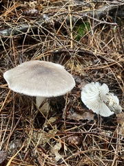 Tricholoma