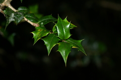 Ilex bioritsensis