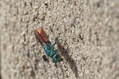 Chrysis ignita