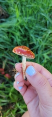 Leratiomyces ceres