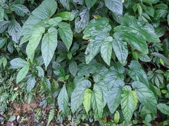 Begonia longifolia