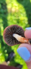 Leratiomyces ceres