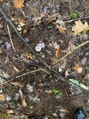 Tricholoma