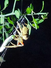 Eriophora edax