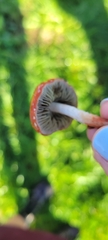 Leratiomyces ceres