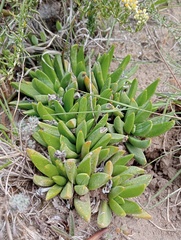 Bergeranthus scapiger