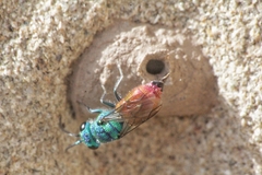 Chrysis ignita