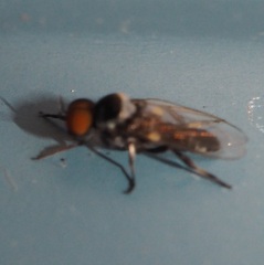 Simuliidae