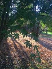 Acer japonicum