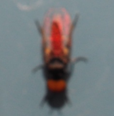 Simuliidae