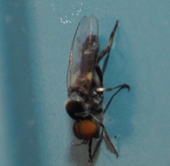 Simuliidae