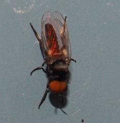 Simuliidae