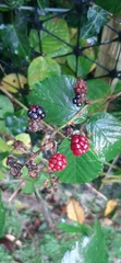 Rubus apetalus