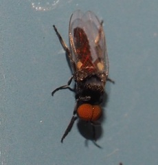 Simuliidae