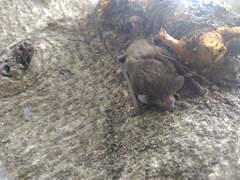 Pipistrellus abramus