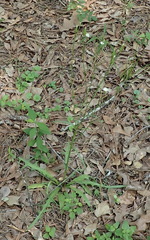 Hypochaeris albiflora