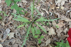Hypochaeris albiflora