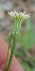 Hypochaeris albiflora