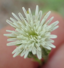Hypochaeris albiflora