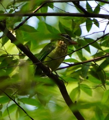 Psilopogon viridis