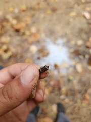 Eleutherodactylus campi