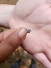 Eleutherodactylus campi