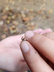 Eleutherodactylus campi