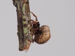 Phoroncidia quadrata