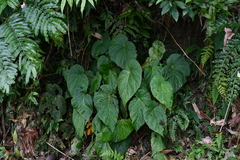 Begonia chuyunshanensis