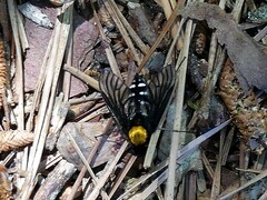 Chrysopilus thoracicus