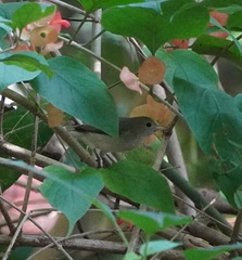 Dicaeum erythrorhynchos