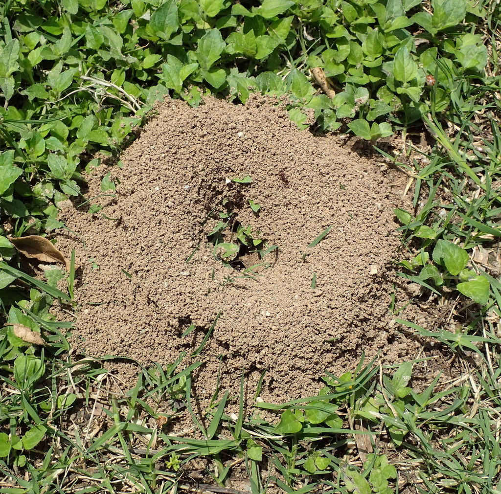 Large Imported Big-headed Ant from Memorial Park, Washington Avenue ...