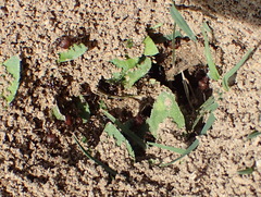 Pheidole obscurithorax