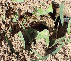 Pheidole obscurithorax