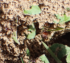 Pheidole obscurithorax