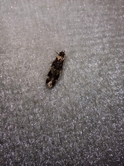 Oegoconia novimundi