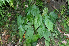 Begonia chuyunshanensis