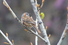 Emberiza godlewskii
