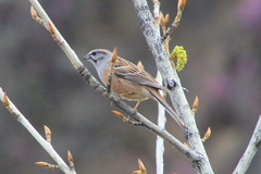 Emberiza godlewskii